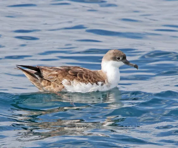 Great Shearwater - Photo by Van Remsen