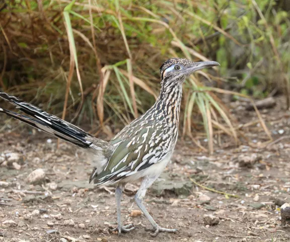 Greater Roadrunner - Photo by Matt Conn