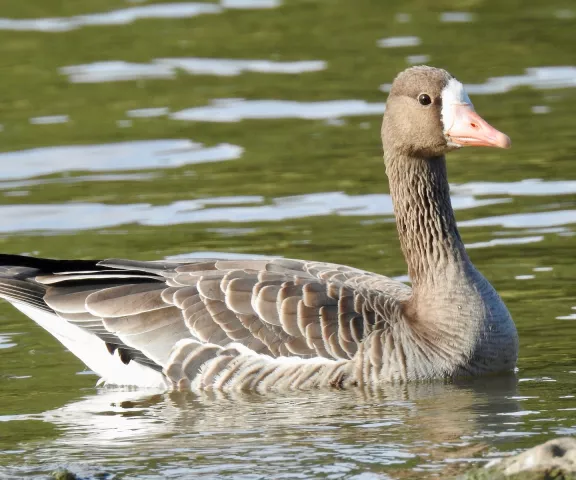 Greater White-fronted Goose - Photo by Van Remsen