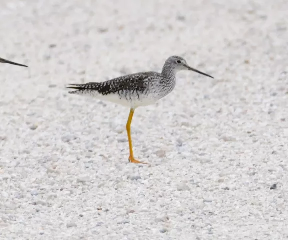 Greater Yellowlegs - Photo by Ruth Cronan