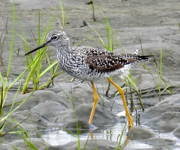 Greater Yellowlegs - Photo by Van Remsen