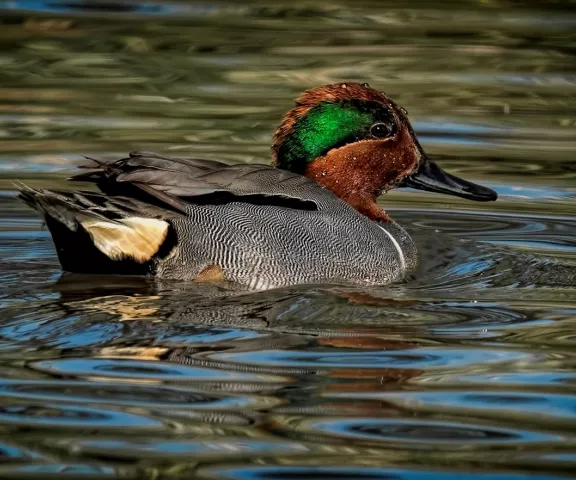 Green-winged Teal - Photo by Tom Finnie