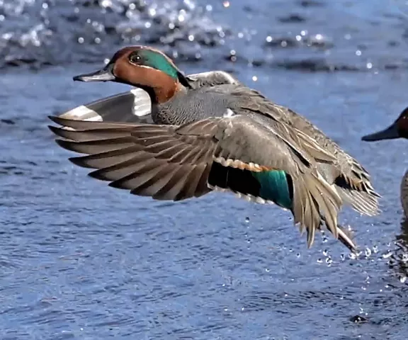 Green-winged Teal - Photo by Tom Finnie