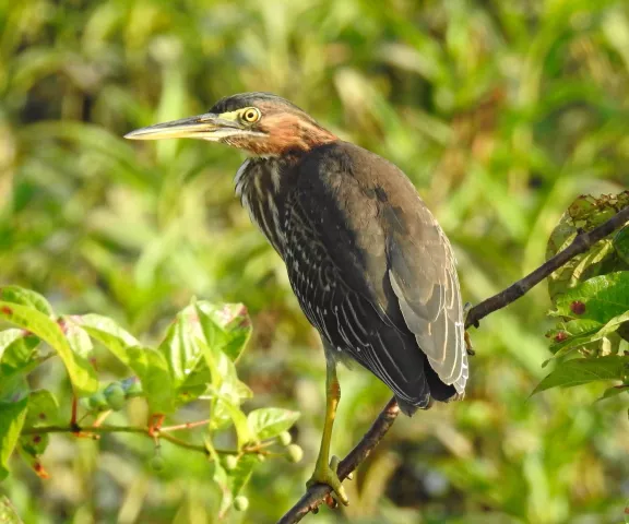 Green Heron - Photo by Van Remsen