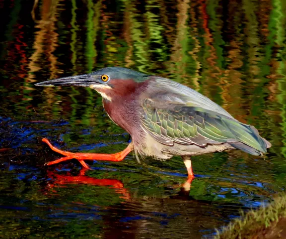 Green Heron -  Photo by Vicki Sensat