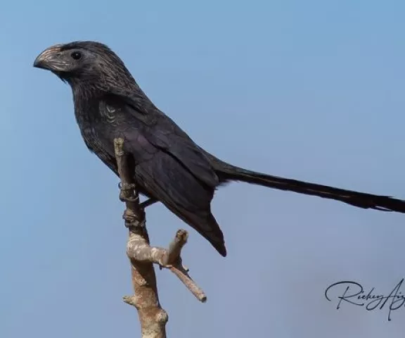 Groove-billed Ani - Photo by Rickey Aizen