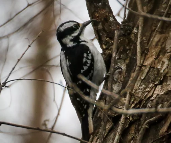 Hairy Woodpecker - Photo by Brad Price