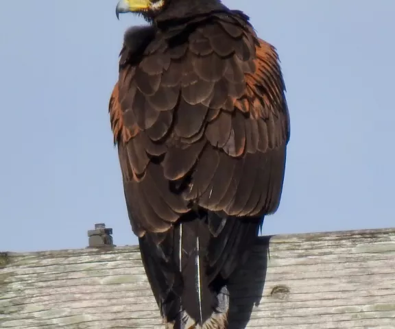 Harris's Hawk - Photo by Van Remsen