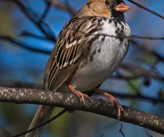 Harris's Sparrow - Photo by Tom Finnie