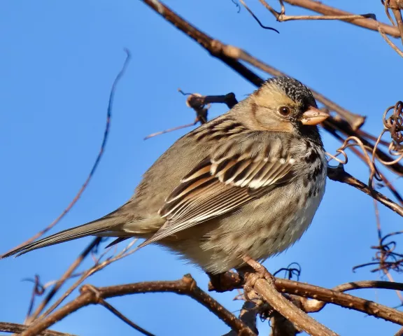 Harris's Sparrow - Photo by Van Remsen