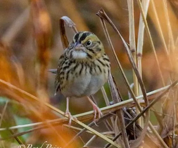 Henslow's Sparrow - Photo by Brad Price