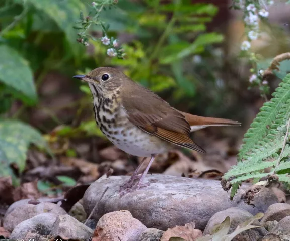 Hermit Thrush - Photo by Brad Price