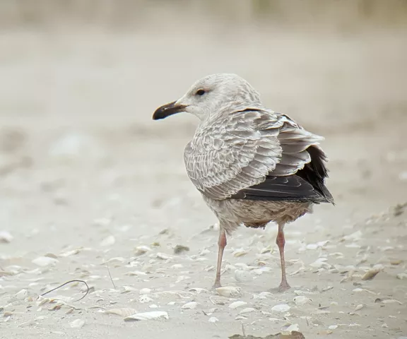 Herring Gull - Photo by Erik Johnson