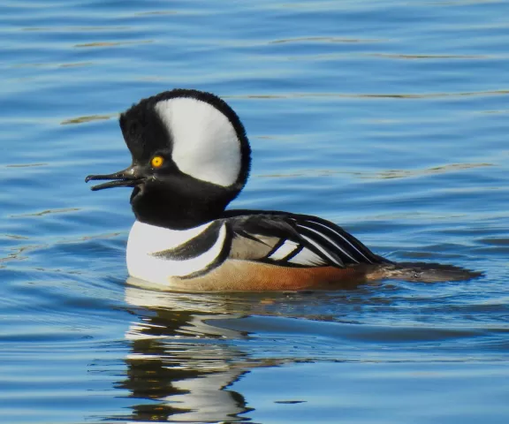 Hooded Merganser - Photo by Van Remsen