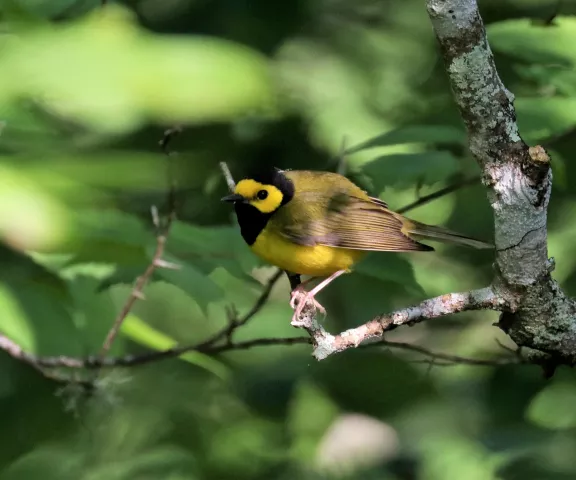 Hooded Warbler - Photo by Matt Conn