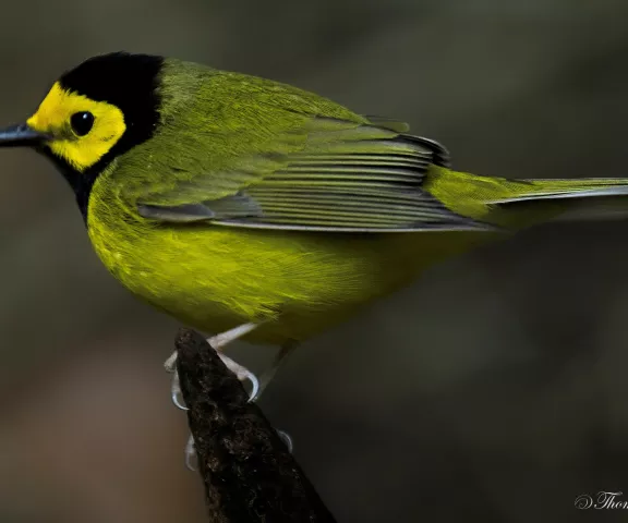 Hooded Warbler - Photo by Tom Finnie