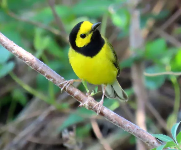 Hooded Warbler - Photo by Vicki Sensat