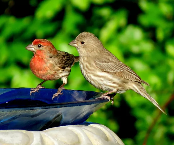 House Finch - Photo by Vicki Sensat