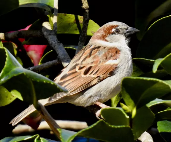 House Sparrow - Photo by Van Remsen