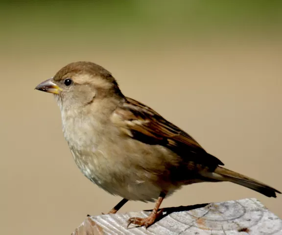 House Sparrow - Photo by Van Remsen