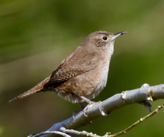 House Wren - Photo by Van Remsen