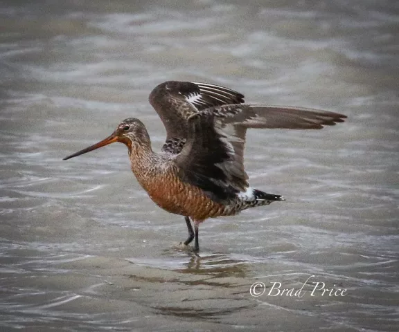 Hudsonian Godwit - Photo by Brad Price