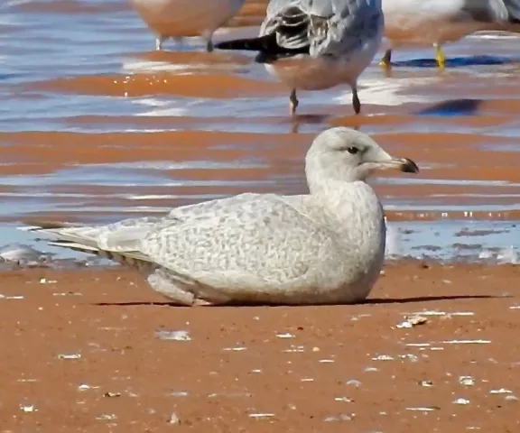 Iceland Gull - Photo by Van Remsen