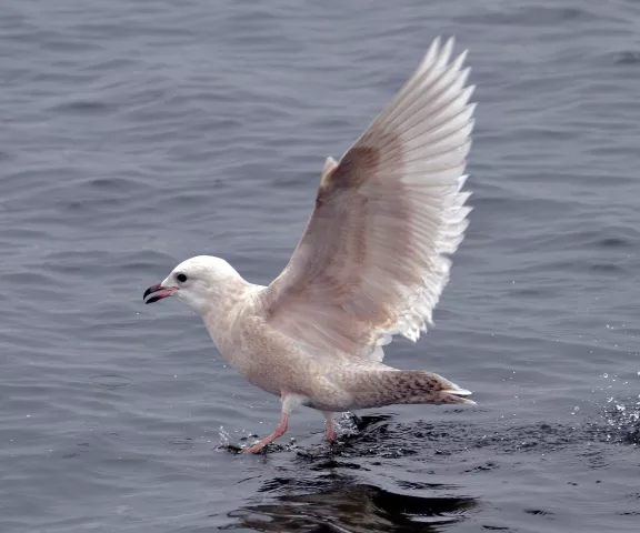 Iceland Gull - Photo by Van Remsen