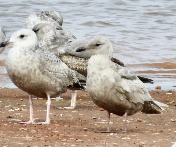 Iceland Gull - Photo by Van Remsen