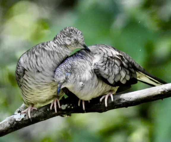 Inca Dove - Photo by Van Remsen