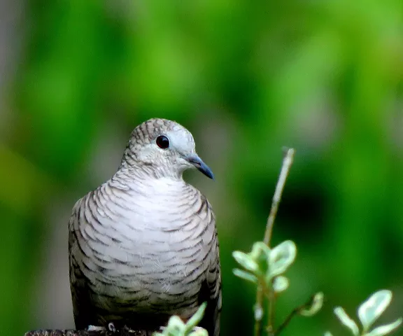 Inca Dove - Photo by Vicki Sensat