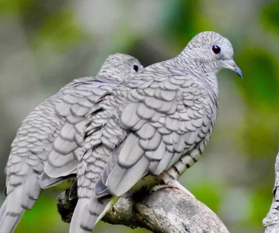 Inca Dove - Photo by Van Remsen