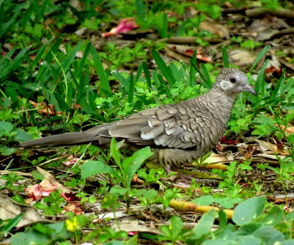 Inca Dove - Photo by Vicki Sensat