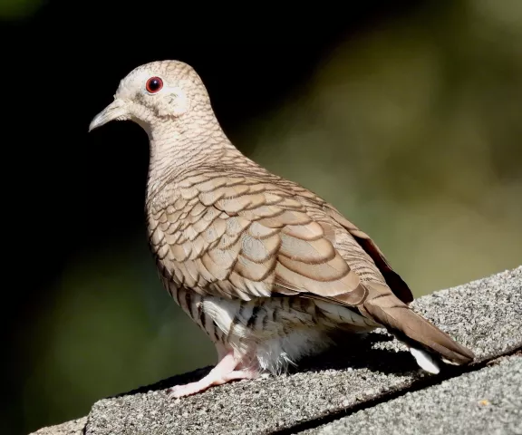 Inca Dove - Photo by Van Remsen