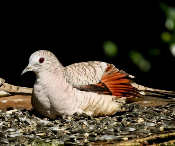 Inca Dove - Photo by Van Remsen