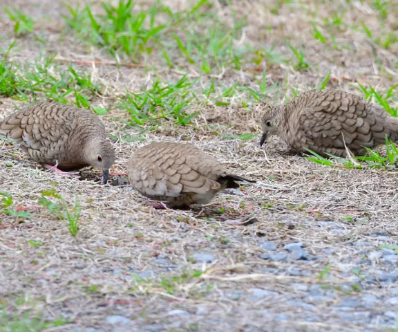 Inca Doves - Photo by Ruth Cronan