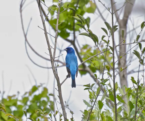 Indigo Bunting - Photo by Matt Conn