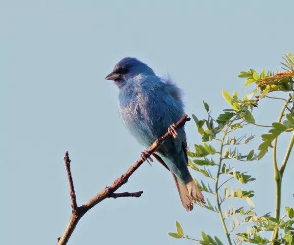 Indigo Bunting - Photo by Matt Conn