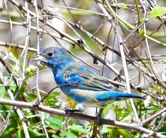 Indigo Bunting - Photo by Ruth Cronan