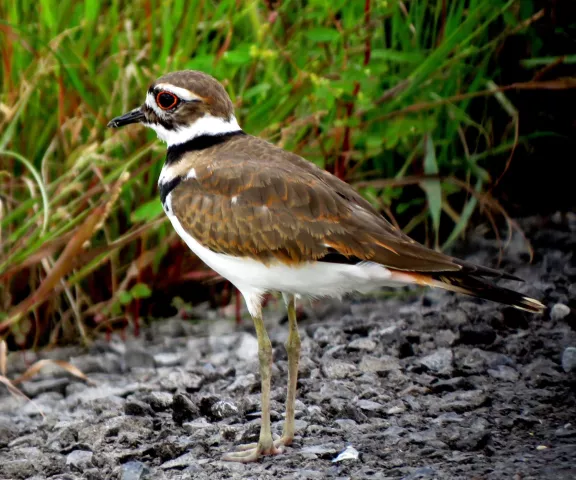 Killdeer - Photo by Vicki Sensat