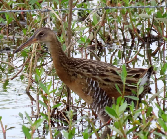 King Rail - Photo by Vicki Sensat