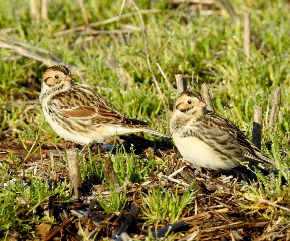 Lapland Longspur - Photo by Van Remsen