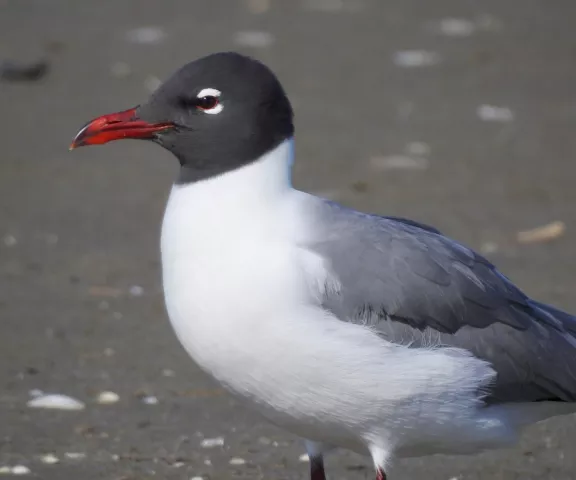 Laughing Gull - Photo by Van Remsen