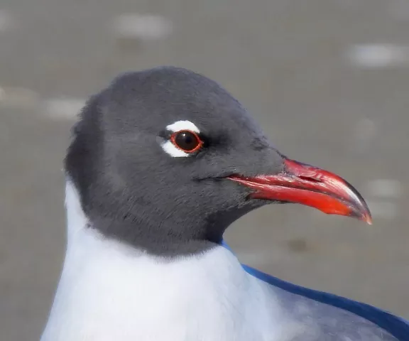 Laughing Gull - Photo by Van Remsen