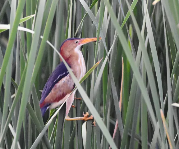 Least Bittern - Photo by Erik Johnson