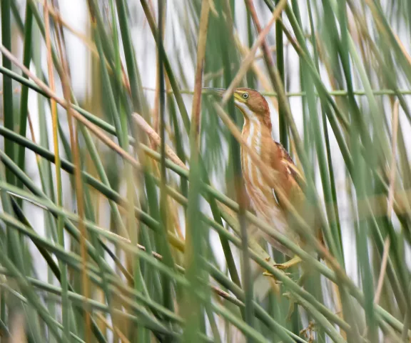 Least Bittern - Photo by Erik Johnson