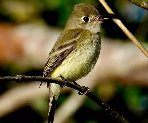 Least Flycatcher - Photo by Van Remsen