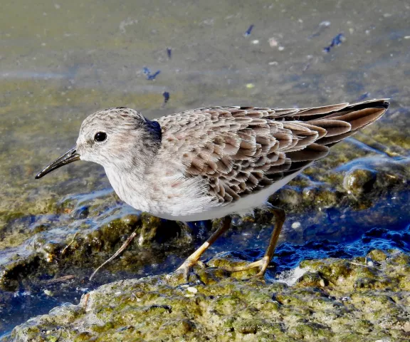 Least Sandpiper - Photo by Van Remsen