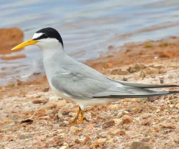 Least Tern - Photo by Van Remsen