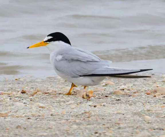 Least Tern - Photo by Ruth Cronan